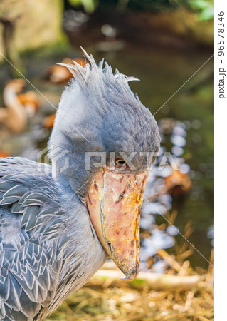 那須動物王国のハシビロコウ 96578346