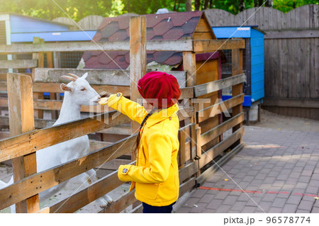 A little girl in a yellow coat and beret feeds an apple to a white goat standing in a wooden paddock on a farm. A little girl in a yellow coat and beret feeds an apple to a white goat standing in a wooden paddock on a farm. 96578774