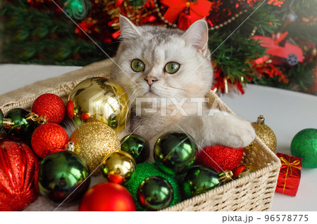 A cute white cat lies in a wicker basket near a Christmas tree, in multi-colored Christmas balls A cute white cat lies in a wicker basket near a Christmas tree, in multi-colored Christmas balls 96578775