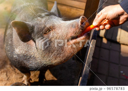 A mans hand feeds carrots to a small black pig standing in a wooden corral on a farm. 96578783