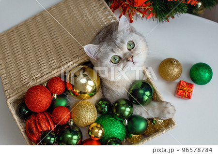 A white cat lies in a wicker basket near a Christmas tree, in multi-colored Christmas balls 96578784