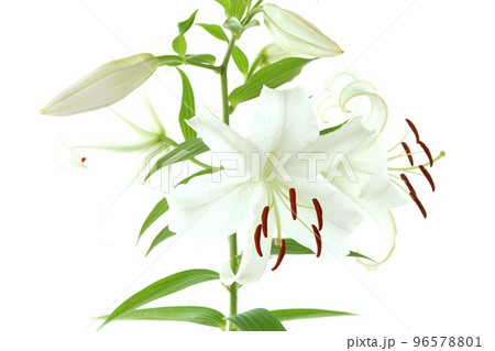 大輪のユリ カサブランカ 白い花 明るい背景 大輪のユリ カサブランカ 白い花 明るい背景 96578801