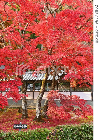 永源寺開山御手植えの楓樹 96578802