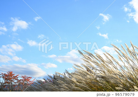 ススキと秋の空 山梨県 ススキと秋の空 山梨県 96579079