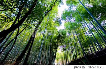 京都を代表する観光名所の竹林の小径の風景|京都府京都市嵐山 京都を代表する観光名所の竹林の小径の風景|京都府京都市嵐山 96579170