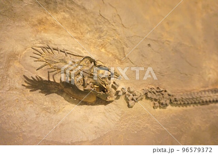 ユンギサウルス Yunguisaurus liae 化石 ユンギサウルス Yunguisaurus liae 化石 96579372