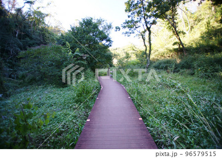 三浦市 小網代の森 三浦市 小網代の森 96579515
