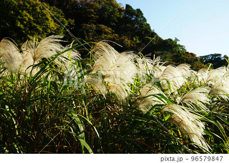 三浦市 小網代の森(ススキ原) 三浦市 小網代の森(ススキ原) 96579847