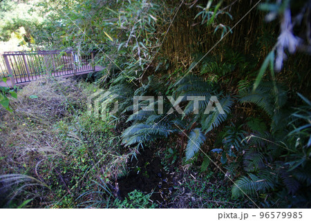 三浦市 小網代の森(シダ植物) 三浦市 小網代の森(シダ植物) 96579985
