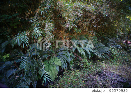 三浦市　小網代の森（シダ植物） 96579986