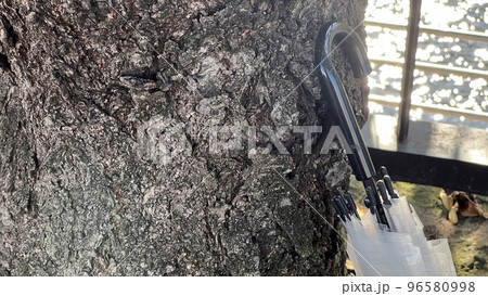 木にもたれかかるビニール傘 96580998