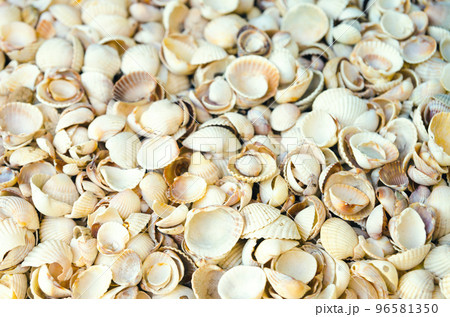 seashells background seashells background 96581350