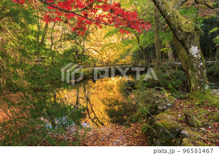 紅葉見頃な鳴谷山 聖宝寺 紅葉見頃な鳴谷山 聖宝寺 96581467