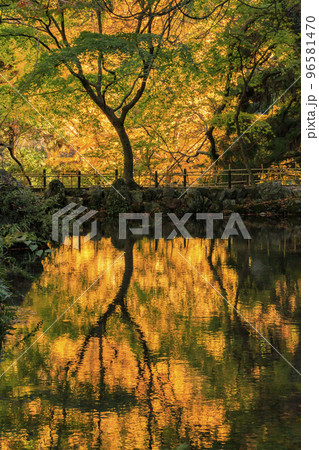 紅葉見頃な鳴谷山 聖宝寺 紅葉見頃な鳴谷山 聖宝寺 96581470