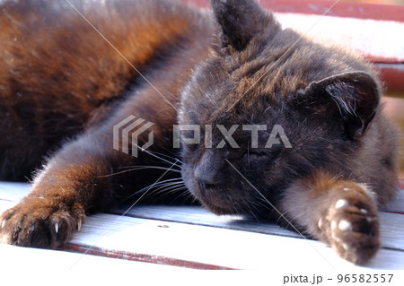千光寺裏のベンチで転寝をする猫 千光寺裏のベンチで転寝をする猫 96582557