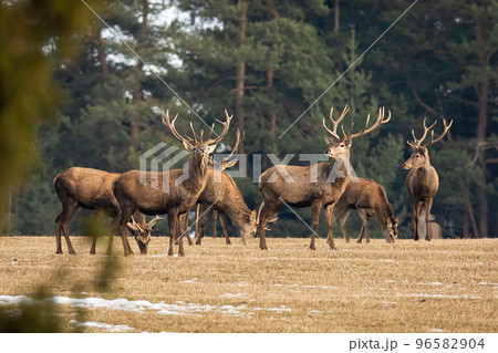 Herd of red deer standing on dry field in autumn nature 96582904