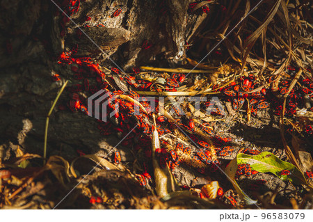 Red bug. Accumulation of soldier bugs. Red beetles in sun. 96583079