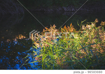Beautiful sunset on river. Solar glare on water surface of river. Field illuminated by setting sun. Beautiful sunset on river. Solar glare on water surface of river. Field illuminated by setting sun. 96583080