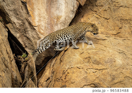 Leopard stretches to cross gap in rocks Leopard stretches to cross gap in rocks 96583488
