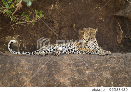Leopard lying on rocky ledge looking down Leopard lying on rocky ledge looking down 96583489