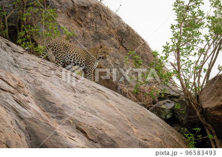Leopard stands on big rock between bushes 96583493