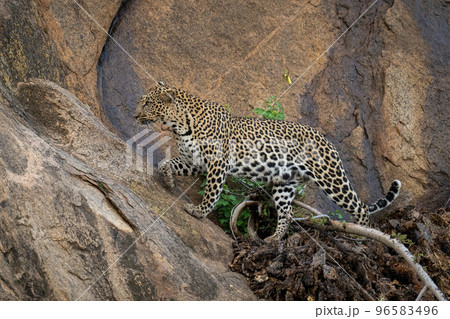 Leopard steps over branch on steep rock 96583496