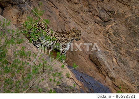 Leopard stands on steep rockface looking below Leopard stands on steep rockface looking below 96583531