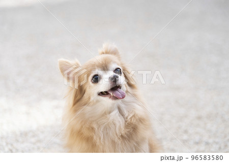 白い石を引いた庭でお座りするチワワ 白い石を引いた庭でお座りするチワワ 96583580