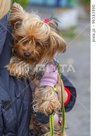 Holding Yorkshire Terrier Dog Holding Yorkshire Terrier Dog 96583990