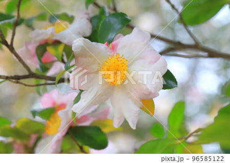 満開の山茶花(サザンカ)の花 満開の山茶花(サザンカ)の花 96585122