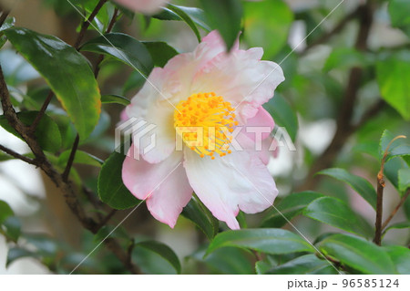 満開の山茶花(サザンカ)の花 満開の山茶花(サザンカ)の花 96585124