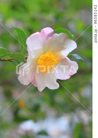 満開の山茶花(サザンカ)の花 満開の山茶花(サザンカ)の花 96585142