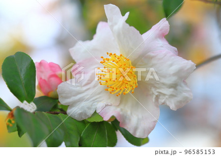 満開の山茶花(サザンカ)の花 満開の山茶花(サザンカ)の花 96585153