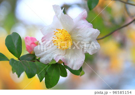 満開の山茶花(サザンカ)の花 満開の山茶花(サザンカ)の花 96585154