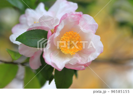 満開の山茶花(サザンカ)の花 満開の山茶花(サザンカ)の花 96585155