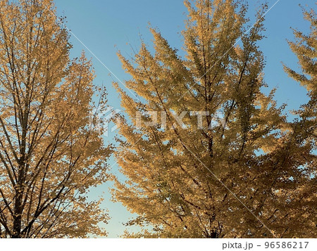 紅葉シーズンの木漏れ日 96586217