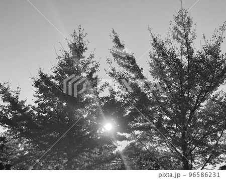 紅葉シーズンの木漏れ日 紅葉シーズンの木漏れ日 96586231
