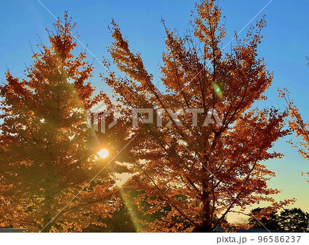 紅葉シーズンの木漏れ日 96586237