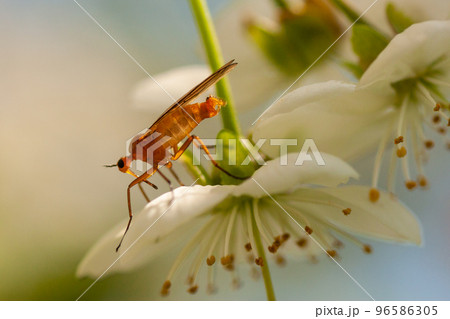 close-up of a mosquito on a flower 96586305