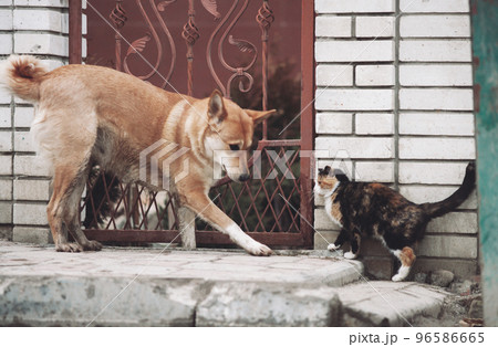 incredible friendship between cats and dogs, acquaintance and interest in a new friend. incredible friendship between cats and dogs, acquaintance and interest in a new friend. 96586665
