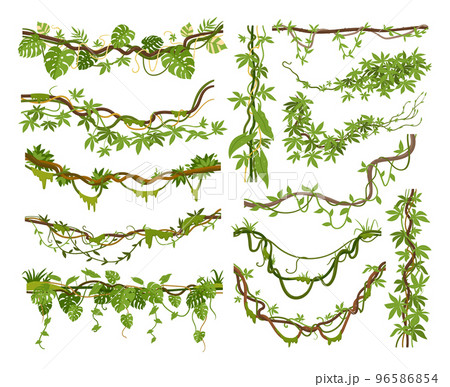 Cartoon jungle liana plants, tropical climbing creepers branches. Exotic plants with moss, flowers and jungle leaves vector illustrations set. Rainforest liana branch vines Cartoon jungle liana plants, tropical climbing creepers branches. Exotic plants with moss, flowers and jungle leaves vector illustrations set. Rainforest liana branch vines 96586854