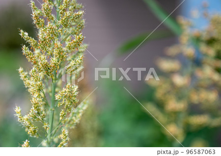 Selective focus on maturing seed head of sorghum bicolor Selective focus on maturing seed head of sorghum bicolor 96587063
