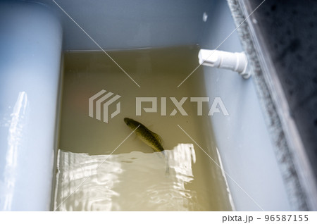 Fish in a livewell of a boat with a low level of water. 96587155