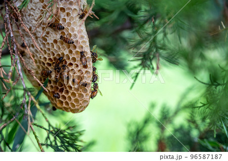 Honey bee hive being constructed on a tree branch in the wild.  96587187