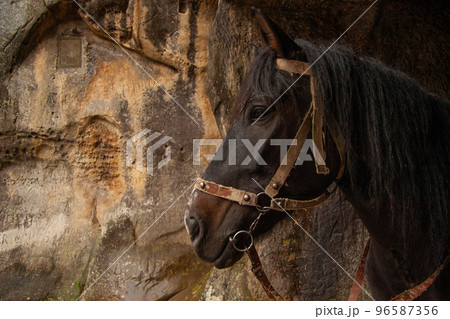 a beautiful horse in the stable 96587356