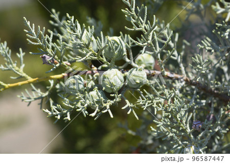 Blue Arizona Cypress 96587447