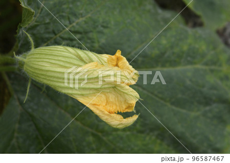 Giant pumpkin 96587467