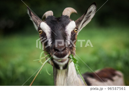 A funny portrait of a goat eating grass 96587561