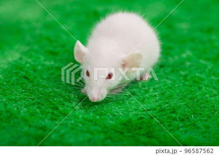 white mouse on a green grass background 96587562