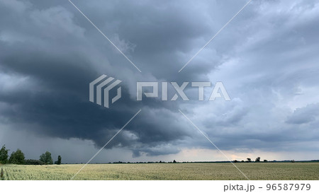 Wheat fields with spikelets close-up Wheat fields with spikelets close-up 96587979